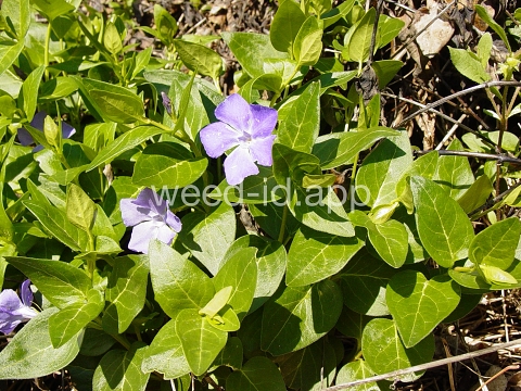 periwinkle, big